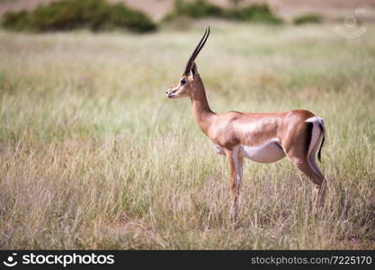 The antelopes in the grass landscape of Kenya. Some antelopes in the grass landscape of Kenya