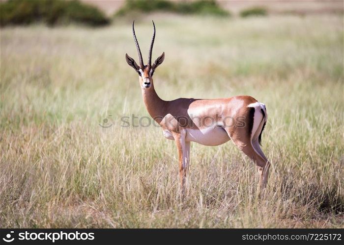 The antelopes in the grass landscape of Kenya. Some antelopes in the grass landscape of Kenya
