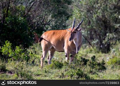 The antelopes in the grass landscape of Kenya. Some antelopes in the grass landscape of Kenya