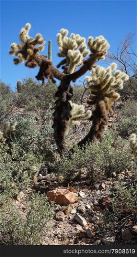 The Arizona-Sonora Desert Museum is a 98-acre (40 ha) zoo, aquarium, botanical garden, natural history museum, publisher, and art gallery founded in 1952.