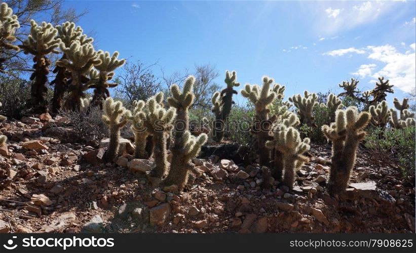 The Arizona-Sonora Desert Museum is a 98-acre (40 ha) zoo, aquarium, botanical garden, natural history museum, publisher, and art gallery founded in 1952.