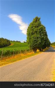 The Asphalt Road Between The Fields Of Tuscany