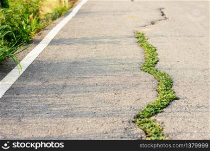 The asphalt road that is broken and trees are growing at the cracks, the deterioration of traffic on rural roads.
