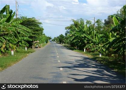 The asphalt road with row of banana trees in sunny day under sky