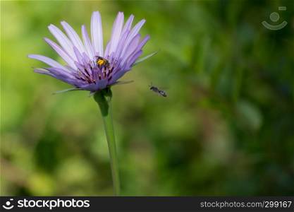 The Aster amellus flower violet with insects in the garden