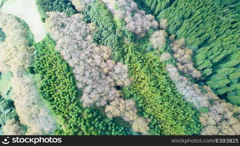 The astonishing greens of the archipelago of Azores - Portugal