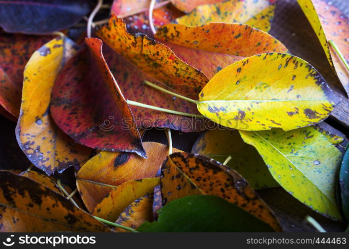 the autumn background of multicolored pear leaves