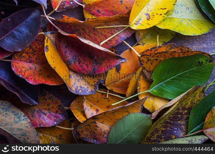 the autumn background of multicolored pear leaves