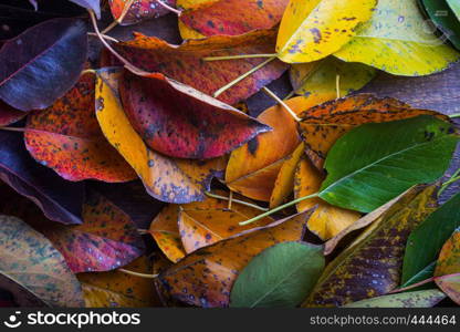 the autumn background of multicolored pear leaves