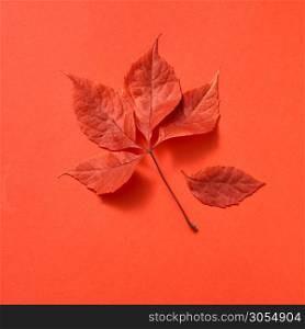 The autumn colorful foliage on a coral background with soft shadows, copy space. Flat lay.. Autumn colored leaves on a coral background.