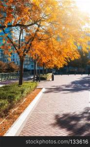 The autumn colors city park. Modern city park view at sunny day. The autumn city park
