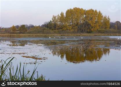 the autumn forest is reflected in the lake, the Swan family swims in the forest reservoir. the Swan family swims in the forest reservoir, the autumn forest is reflected in the lake