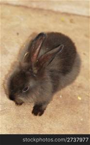 The baby black rabbit in the zoo