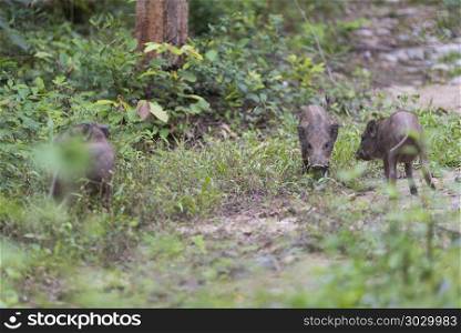 The baby wild boar herds