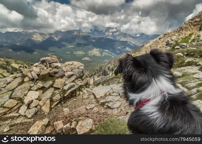 The back of the head of a Border Collie dog with a red and white collar looking out across the Corsican mountains with moody, cloudy, skies near to Lac de Nino