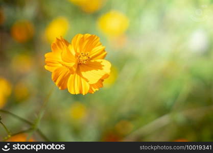 The background image of the colorful flowers, background nature