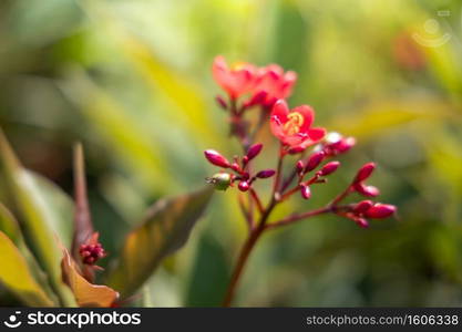 The background image of the colorful flowers, background nature