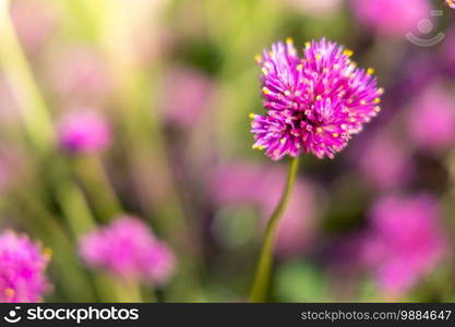 The background image of the colorful flowers, background nature