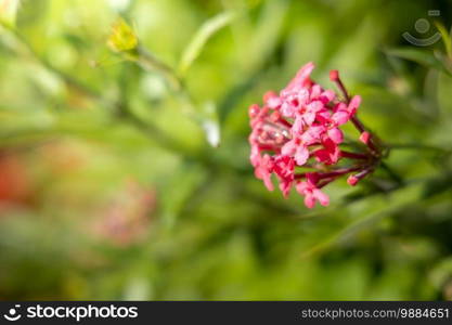 The background image of the colorful flowers, background nature