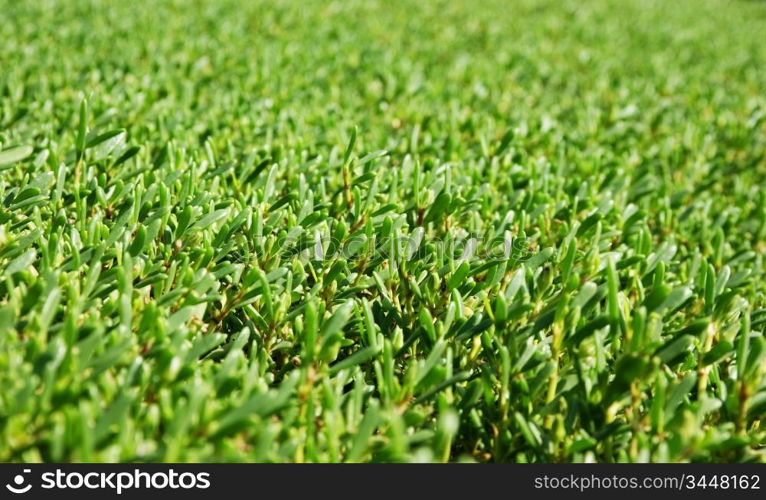 the background of the manicured green bushes