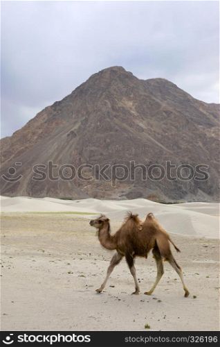 The Bactrian camel, Camelus bactrianus, is a large, even-toed ungulate native to the steppes of Central Asia. The Bactrian camel has two humps on its back, Pangong Lake, Jammu and Kashmir, India. The Bactrian camel, Camelus bactrianus, is a large, even-toed ungulate native to the steppes of Central Asia, Pangong Lake, Jammu and Kashmir, India.