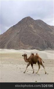 The Bactrian camel, Camelus bactrianus, is a large, even-toed ungulate native to the steppes of Central Asia. The Bactrian camel has two humps on its back, Pangong Lake, Jammu and Kashmir, India. The Bactrian camel, Camelus bactrianus, is a large, even-toed ungulate native to the steppes of Central Asia, Pangong Lake, Jammu and Kashmir, India.
