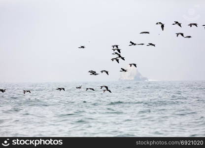 The Ballestas Islands, a reserve full of birds and penguins producing guano