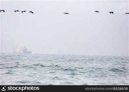 The Ballestas Islands, a reserve full of birds and penguins producing guano