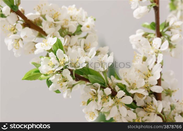 The balmy breath of spring: a branch with lots of white flowers close-up