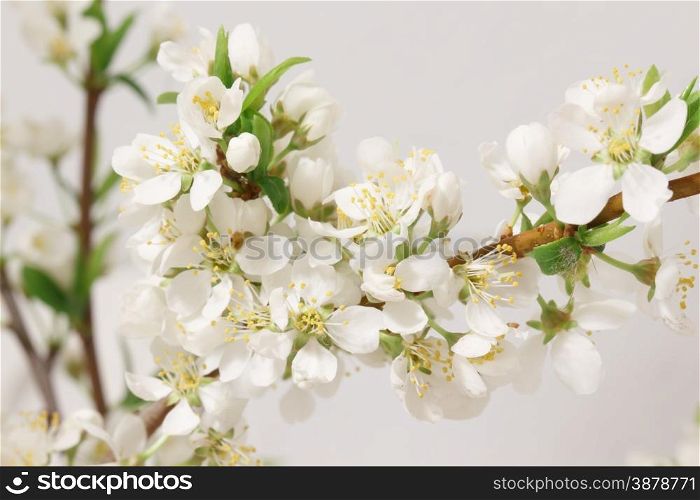 The balmy breath of spring: a branch with lots of white flowers close-up