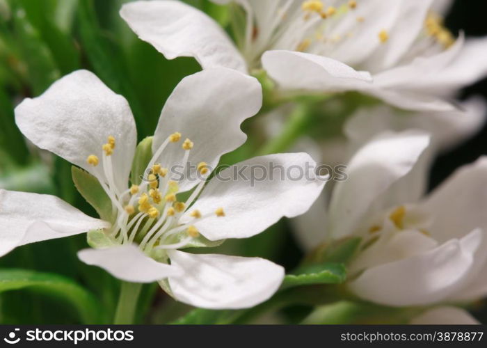 The balmy breath of spring: a branch with lots of white flowers close-up