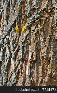 the bark of forest trees