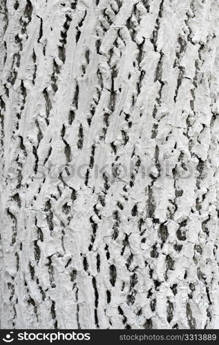 The bark of old walnut tree covered with protective layer of white lime