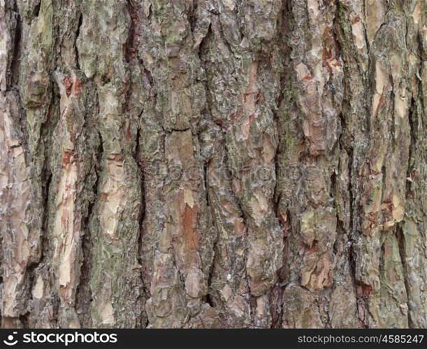 The bark of pine tree, background
