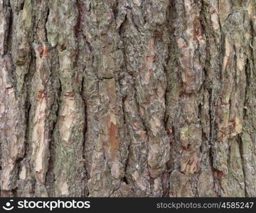 The bark of pine tree, background