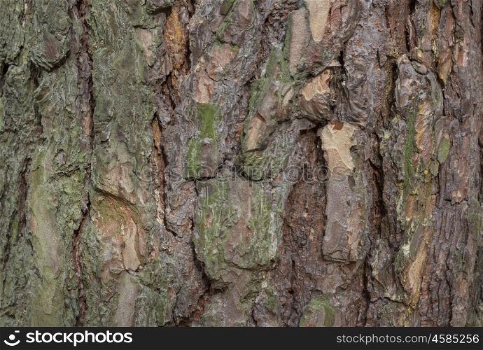 The bark of pine tree, background