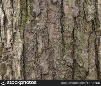 The bark of pine tree, background