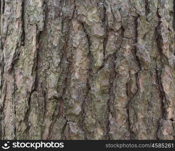 The bark of pine tree, background