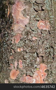 The bark of the tree structure of an old tree