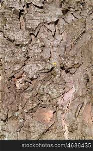 The bark of the tree structure of an old tree
