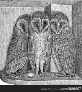 The barn owl, Strix flammea, vintage engraved illustration. From Deutch Vogel Teaching in Zoology.