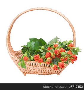 the basket of small red roses isolated on white background