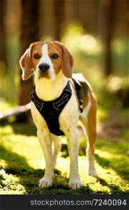 The beagle dog in autumn forest. Portrait with shallow background. Hound concept. The beagle dog in autumn forest. Portrait with shallow background