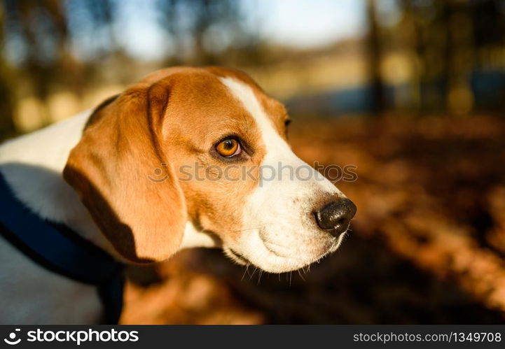 The beagle dog in sunny autumn forest. Alerted hound portrait. Listening to the woods sounds. Dog in forest.. The beagle dog in sunny autumn forest. Alerted hound portrait. Listening to the woods sounds.