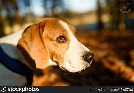 The beagle dog in sunny autumn forest. Alerted hound portrait. Listening to the woods sounds. Dog in forest.. The beagle dog in sunny autumn forest. Alerted hound portrait. Listening to the woods sounds.