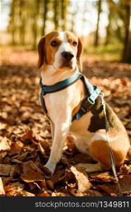 The beagle dog in sunny autumn forest. Alerted hound portrait. Listening to the woods sounds. Dog in forest.. The beagle dog in sunny autumn forest. Alerted hound portrait. Listening to the woods sounds.