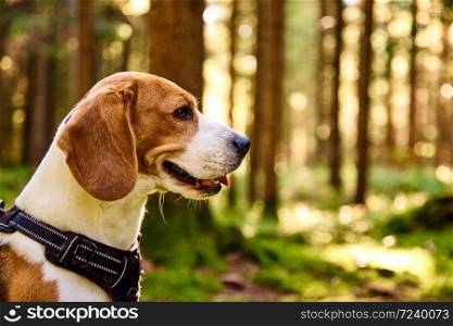 The beagle dog in sunny autumn forest. Alerted hound searching for scent and listening to the woods sounds.. The beagle dog in sunny autumn forest. Alerted hound searching for scent.