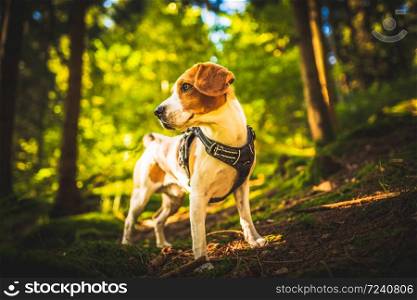 The beagle dog in sunny autumn forest. Alerted hound searching for scent and listening to the woods sounds. Hound concept. The beagle dog in sunny autumn forest. Alerted hound searching for scent and listening to the woods sounds.
