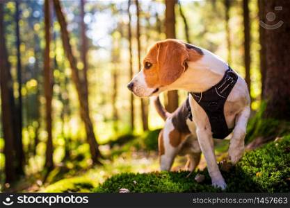 The beagle dog in sunny autumn forest. Alerted huond searching for scent and listening to the woods sounds. Hound concept. The beagle dog in sunny autumn forest. Alerted huond searching for scent and listening to the woods sounds.