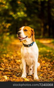 The beagle dog sitting in autumn forest. Portrait with shallow background. Dog outdoors. The beagle dog sitting in autumn forest. Portrait with shallow background